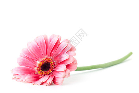 粉色的热贝拉花朵图片
