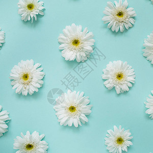 蓝色背景上的白色洋甘菊雏花图案背景图片