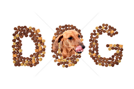 一只狗从O的字母里出来用这美味的图片