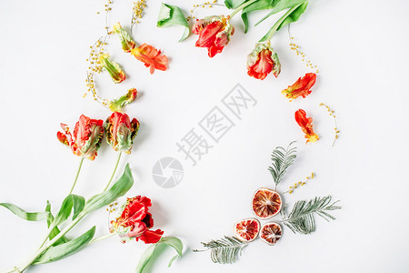 花圈框架与红色和白色的玫瑰毛茛郁金香和孤立的白色背景上的橘子图片