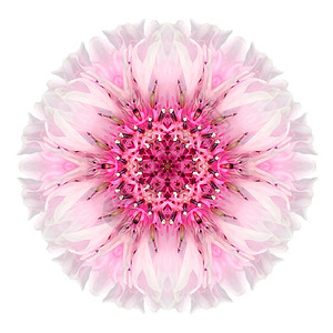 粉红角花曼达拉花朵图片