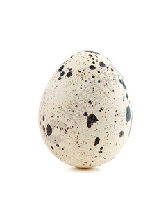 一个鹌鹑蛋在白色背景上孤立图片