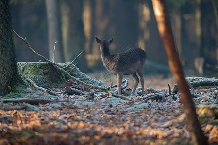 冬季森林中的小鹿幼崽后视图图片