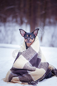 一只狗被包裹在冬季森林的一格子内图片