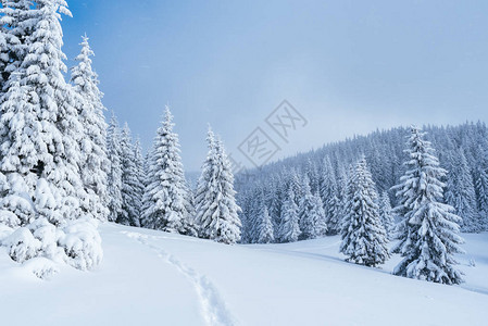 雪中冬季森林山地风景和人行道日晒落图片