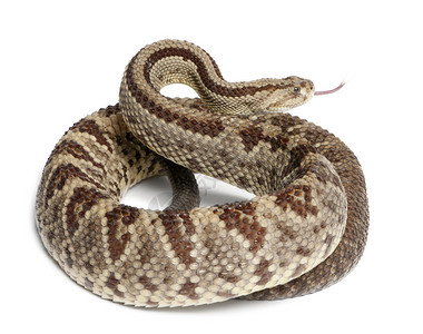 南美响尾蛇Crotalusdurissus图片