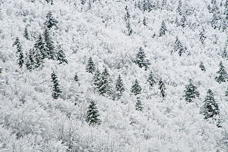 冬天山上的白雪皑的树木图片