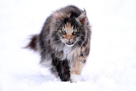 主要浣熊猫在雪地散步背景图片