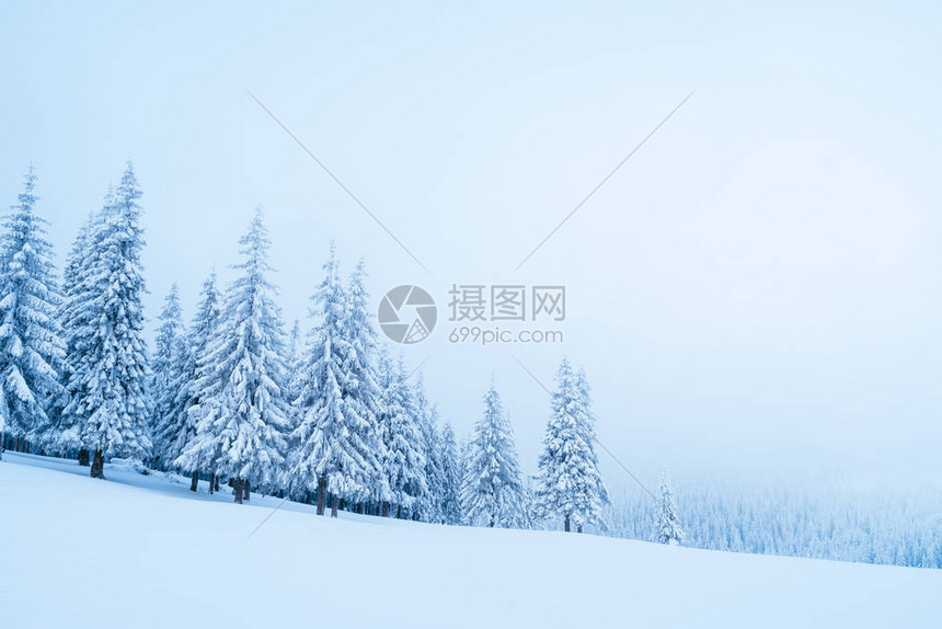 冬季风景下雪时有fir图片