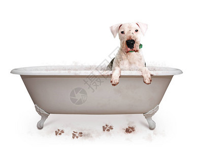 有趣的是浴缸里脏狗的照片爪图片