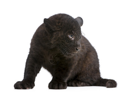 美洲豹幼崽2个月白色背景图片