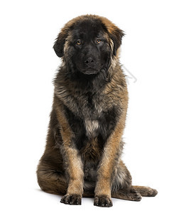 Leonberger小狗图片