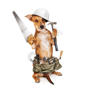 穿着建筑工具皮带的可爱小狗拿着锤子和锯子图片