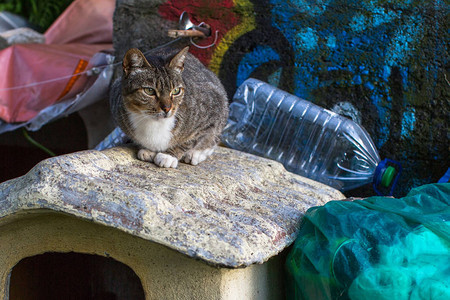 猫坐在垃圾堆上环境污染图片