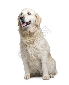 在白色背景前的金毛猎犬背景图片