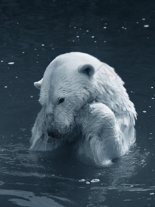 悲伤的北极熊在水中图片