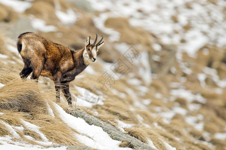雪背景中的羚羊鹿肖像图片