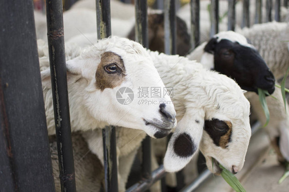 牧羊人喜欢在农场吃草有图片
