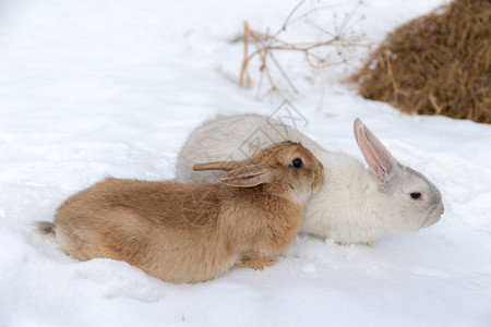 雪地上一只棕色和白色的兔子的肖像图片