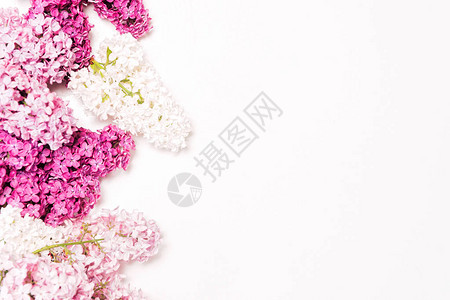白色背景的紫色利拉克花朵框架平面图片