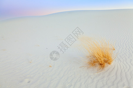 白色沙滩上的石膏沙丘图片