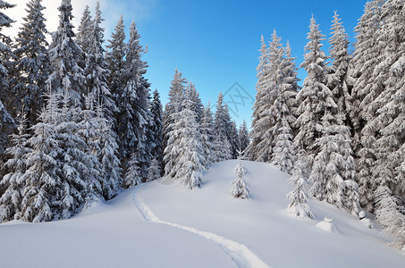 冬季风景与雪中森林足迹的冬天图片
