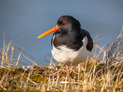 荷兰海鸟在WaddenzeeNatura2000年自然保护区附近筑巢的捕猎鱼类和贝类鸟Hadematoptousostra图片