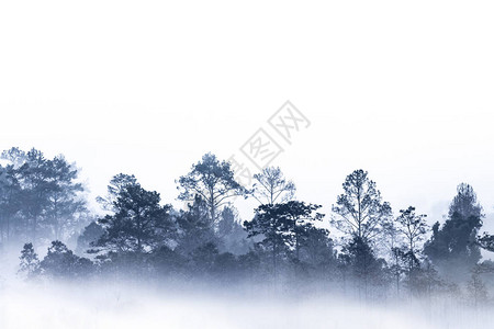 多层热带雨林森的背影被烟雾弥漫的清晨雾覆盖在泰国SlangLuang自然公园一整排树丛的美丽平原上图片