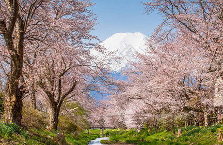 樱花林后的富士山图片