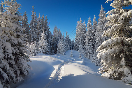 雪中的轨迹冬季森林有雪地山上的圣图片