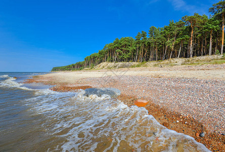 波罗的海卵石沙滩和松树林库尔斯沙嘴克莱佩达立陶宛的美丽夏日景色波涛汹涌的大海和没有人的荒图片