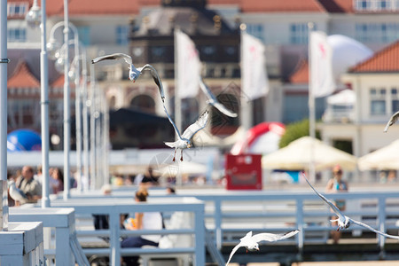 海鸥在波兰索波特的码头上飞翔图片