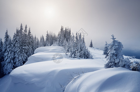 冬季森林覆盖着积雪新年风景雪流中美丽的树木薄雾中的阳光喀尔巴阡山脉图片