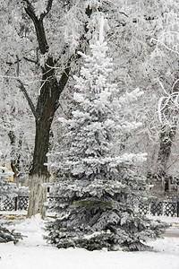 冬季公园的冬季冷杉树和木雪景背景图片