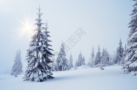 有雾的冬天风景在山森林里图片