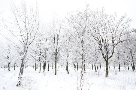 有雪的树木的冬季景观背景图片