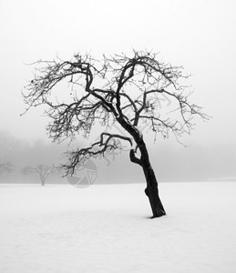 暴风雪中的光秃的树图片