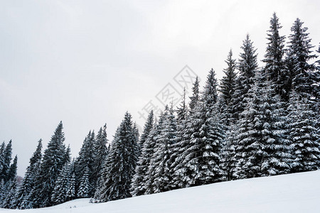 松树林的景色山上满有雪的长高树图片