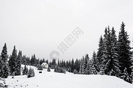 雪山松林小屋图片