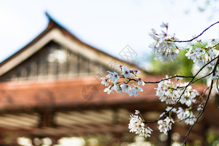 寺庙前的樱花树图片