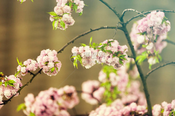 细微的粉色鲜花在树枝上注图片
