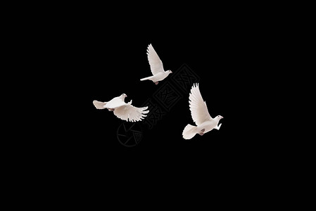 在黑色背景上飞翔的白鸽背景图片