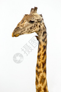 白天空上长颈的吉拉菲Giraffa图片