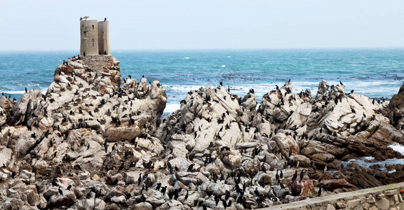 在南非洲贝蒂湾野生物自然保护区鸟类图片