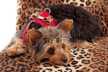 一只可爱的约克郡泰瑞犬躺在动物印刷床上戴着高图片