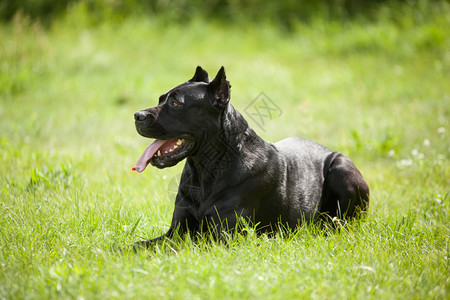 大黑狗躺在草地上绿色背景的草皮上图片