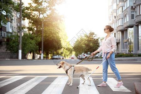 带着导盲犬过马路的年轻盲女背景图片