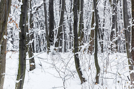 冬季公园的白雪皑的树木和灌木丛图片