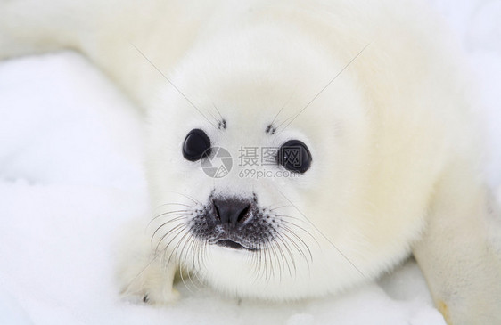 白海冰面上的竖琴海豹宝幼崽图片