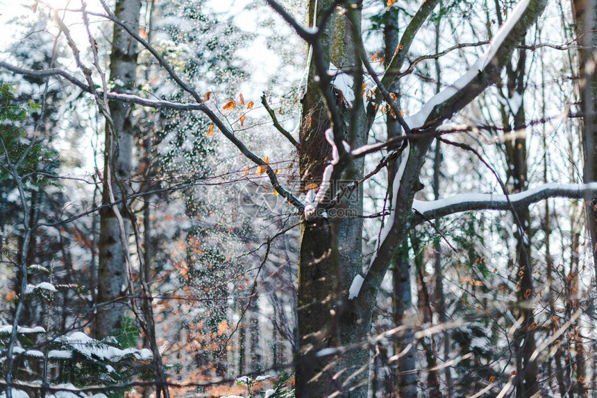 冬天被雪覆盖的干树枝图片